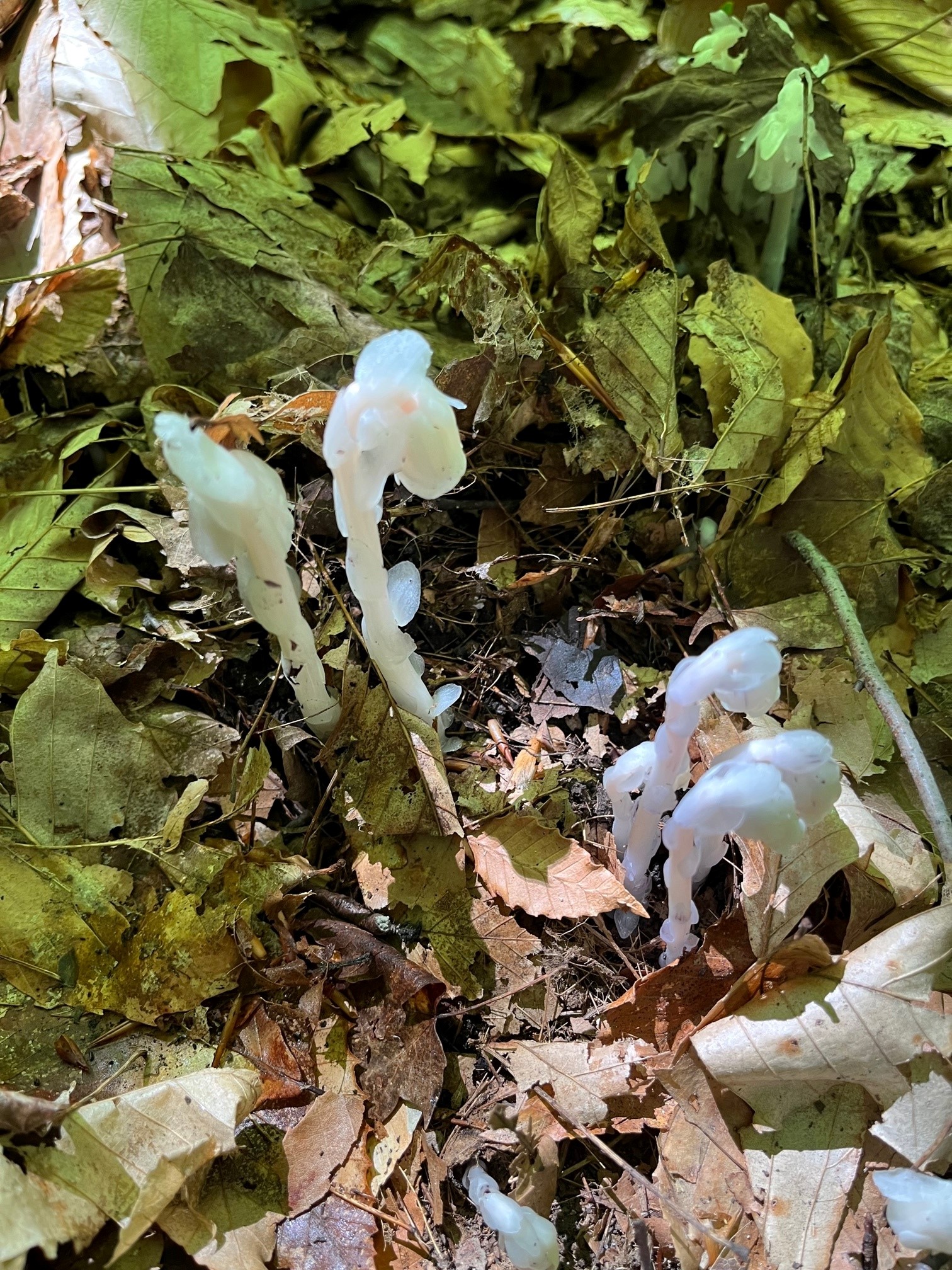 Indian pipes 1.jpg